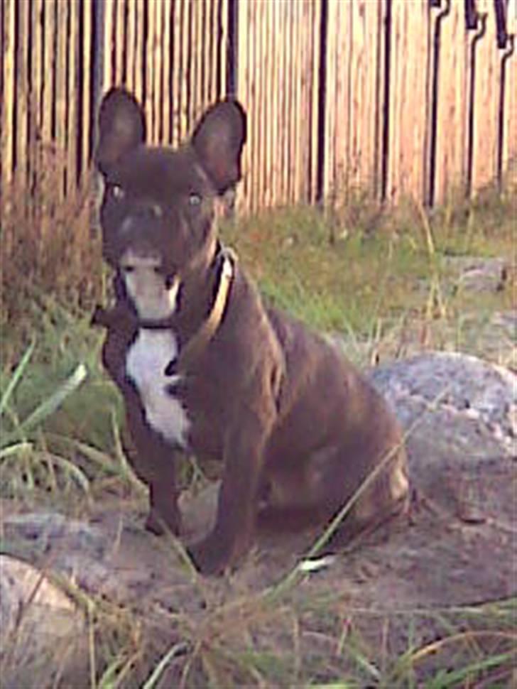 Fransk bulldog Oscar billede 5