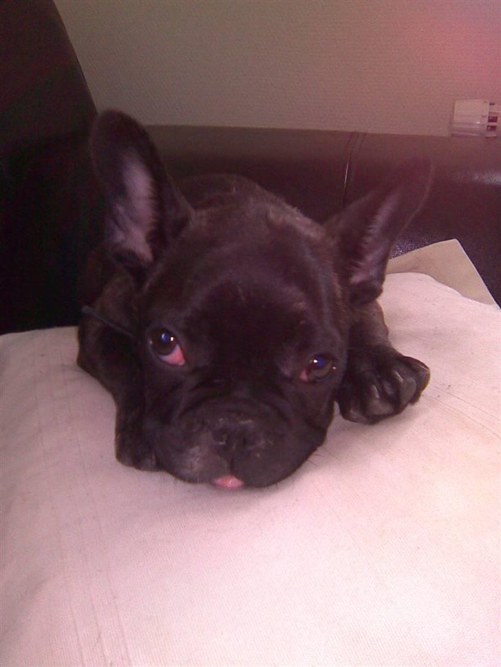 Fransk bulldog Oscar billede 6