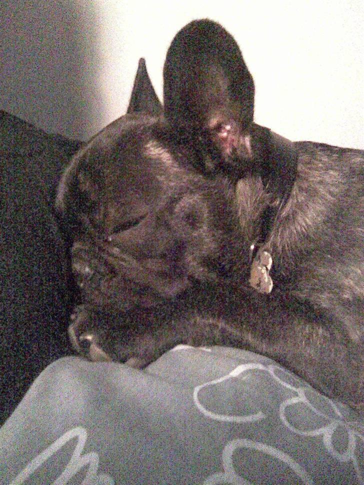 Fransk bulldog Oscar billede 7