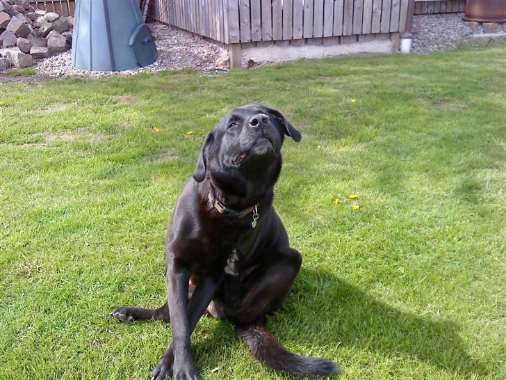Labrador retriever LABAN (*aflivet*) 2010. billede 5