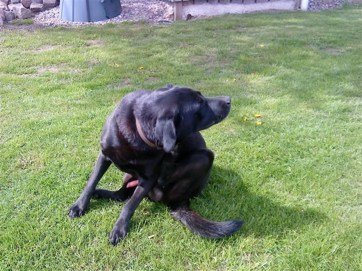 Labrador retriever LABAN (*aflivet*) 2010. billede 6