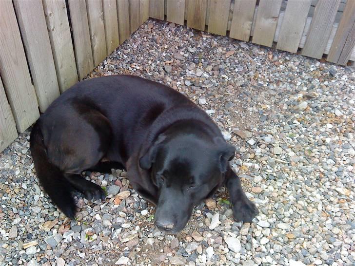 Labrador retriever LABAN (*aflivet*) 2010. billede 7