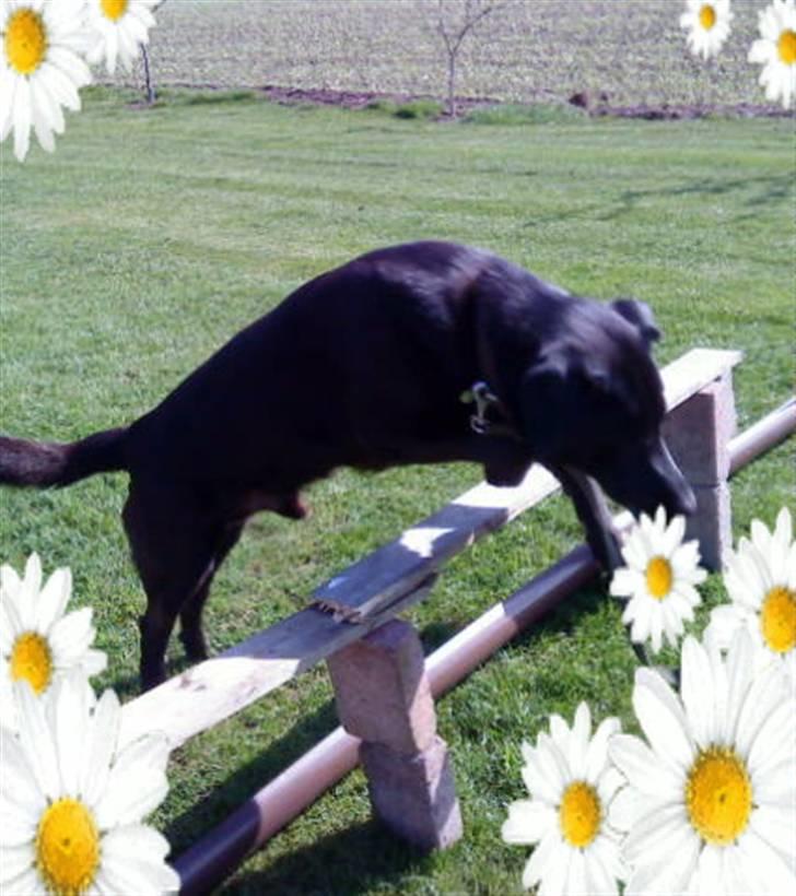 Labrador retriever LABAN (*aflivet*) 2010. billede 8