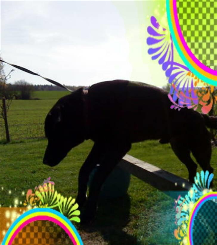 Labrador retriever LABAN (*aflivet*) 2010. billede 9