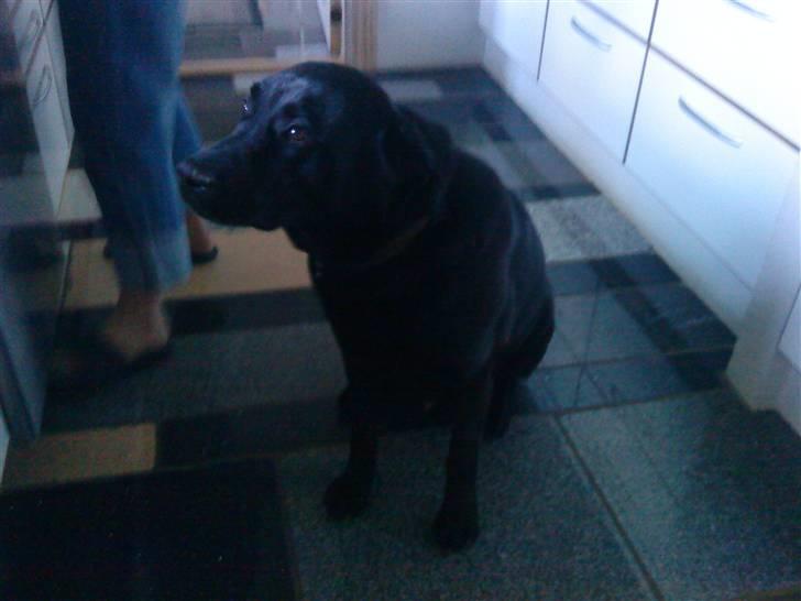 Labrador retriever LABAN (*aflivet*) 2010. billede 10