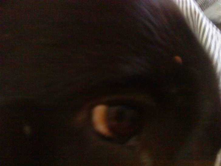 Labrador retriever LABAN (*aflivet*) 2010. billede 11