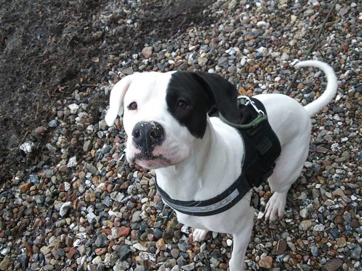 Dogo argentino Tayson - Sagde du bum ;)  billede 13