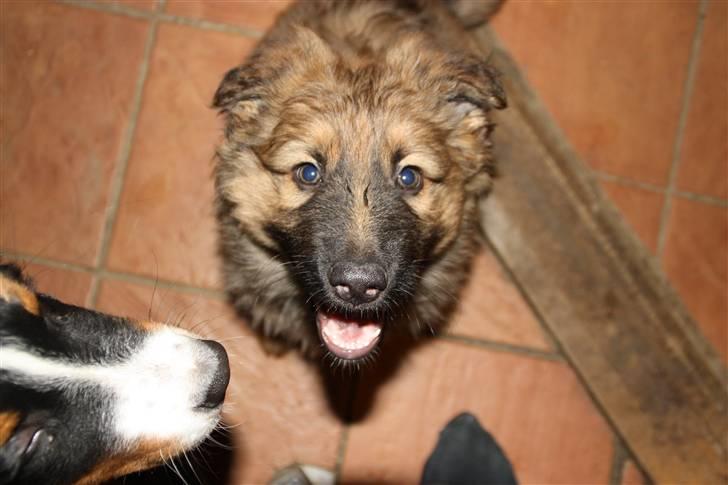 Blanding af racer Trold billede 1