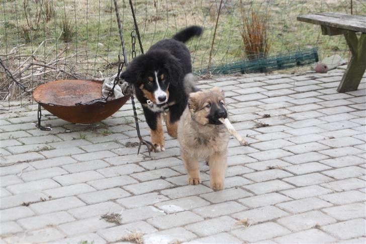 Blanding af racer Trold billede 2