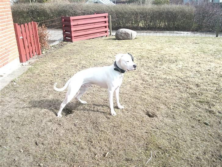 Dogo argentino Tayson billede 15