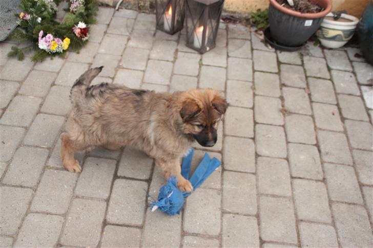 Blanding af racer Trold billede 3