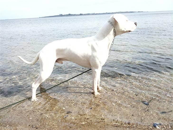 Dogo argentino Tayson billede 8