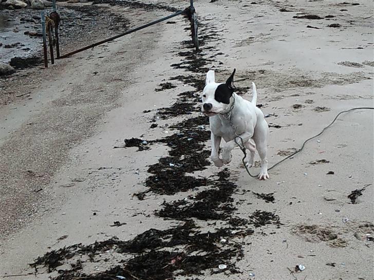 Dogo argentino Tayson - NOGEN DER sagde mad :P billede 7