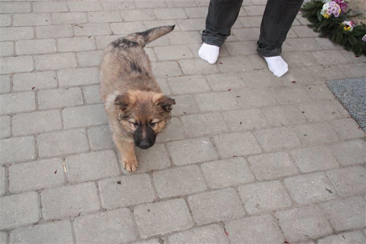 Blanding af racer Trold billede 4