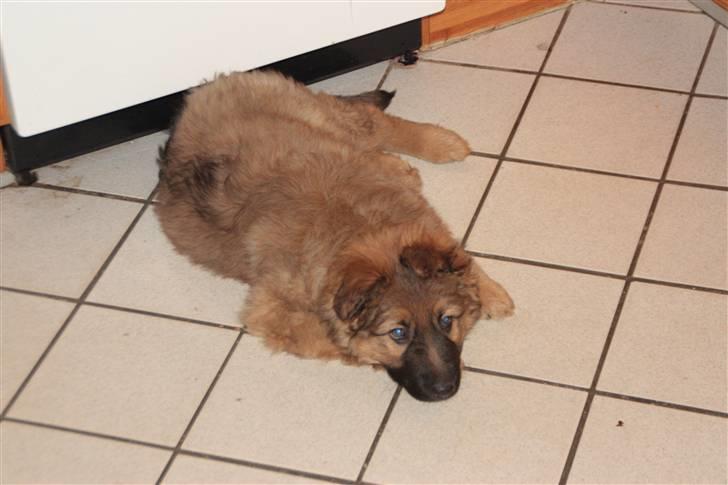 Blanding af racer Trold billede 5