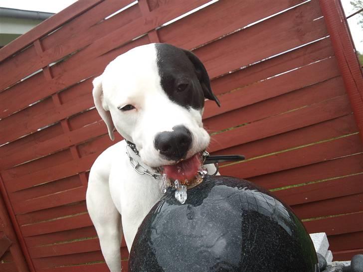 Dogo argentino Tayson - Det er min vandkulde.. billede 18