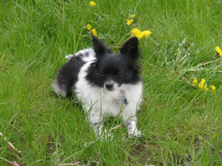 Blanding af racer Keld chihuahua/papillon - Keld i haven billede 8