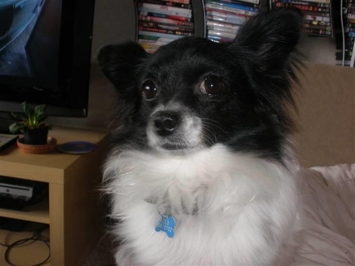 Blanding af racer Keld chihuahua/papillon - Se hvor sød jeg er billede 9