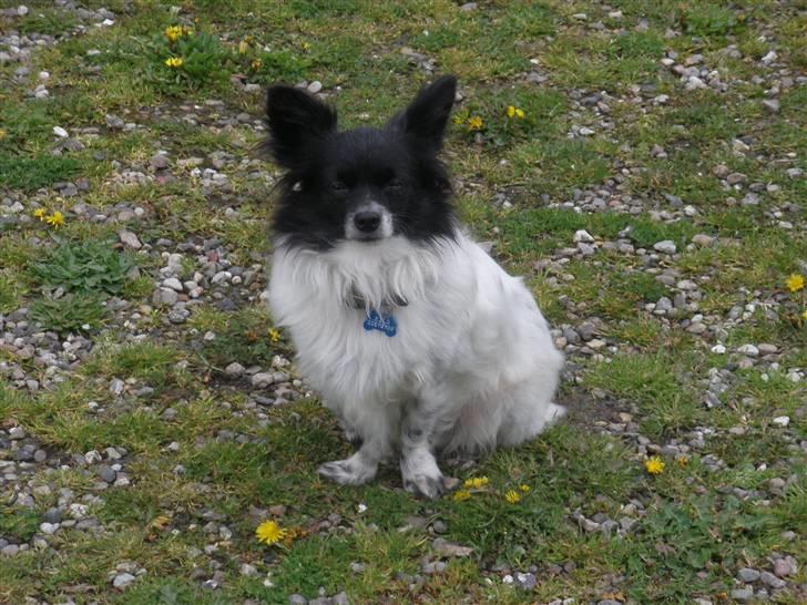 Blanding af racer Keld chihuahua/papillon - Hos farmor billede 10