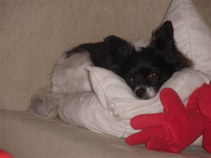 Blanding af racer Keld chihuahua/papillon - Dejligt at ligge og rutte billede 11