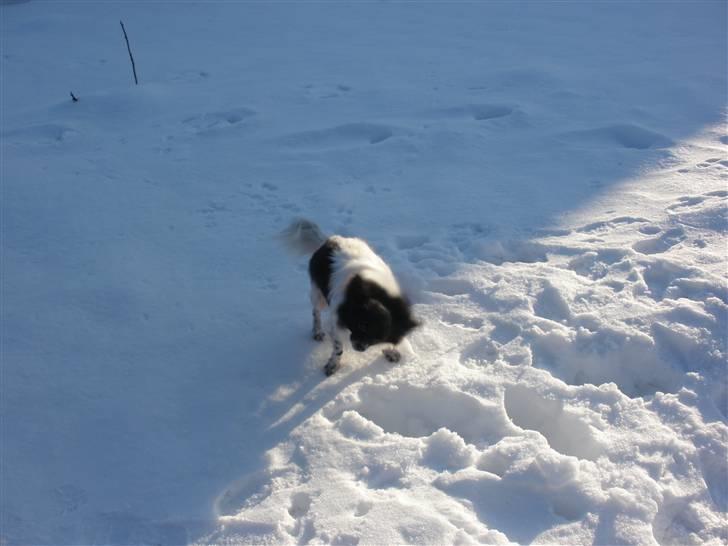 Blanding af racer Keld chihuahua/papillon - Alt det sne jeg bliver så våd billede 12