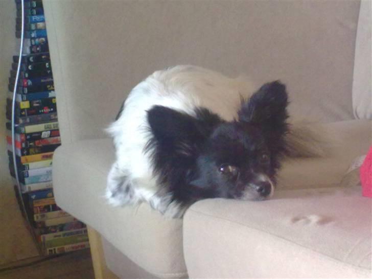 Blanding af racer Keld chihuahua/papillon - Slappe af billede 13