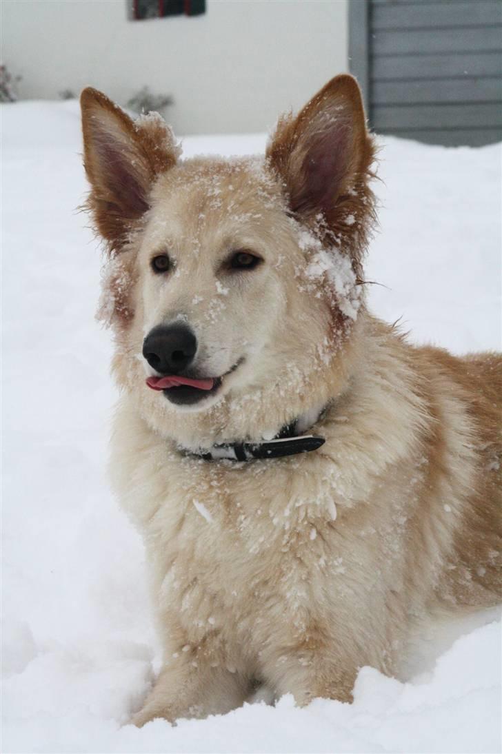 Hvid schæfer Charlie *RIP i miss you - Smukke Charlie <3 9måneder gammel på dette billede billede 1