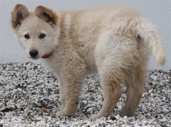 Hvid schæfer Charlie *RIP i miss you - Han er så nuttet, her er det dagen efter vi fik ham. Virkelig sød. billede 2