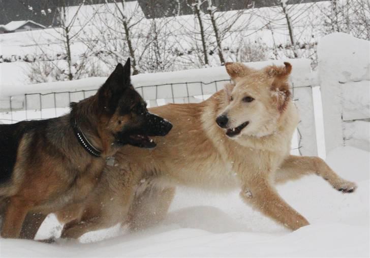 Hvid schæfer Charlie *RIP i miss you billede 3