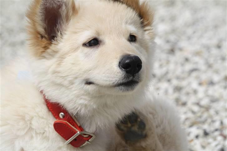 Hvid schæfer Charlie *RIP i miss you - Haha ^^ billede 4