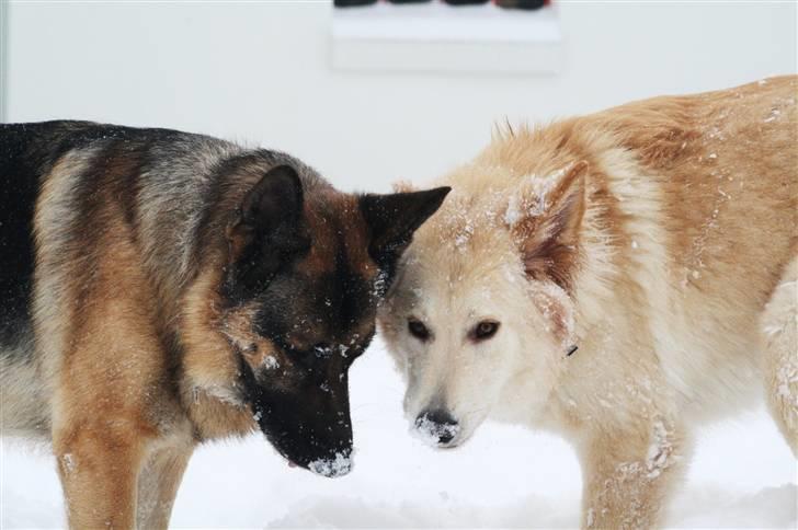 Hvid schæfer Charlie *RIP i miss you - Marco og Charlie.. De er lige store nu.. Hmm en hvalp på 9mdr og en voksen hund på snart 5år billede 5