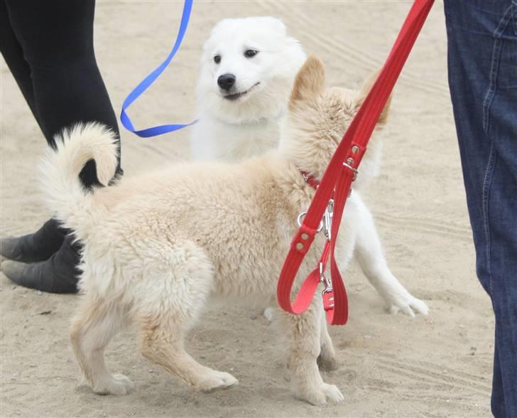 Hvid schæfer Charlie *RIP i miss you - Charlie og Bobo leger til stævnet.. billede 6