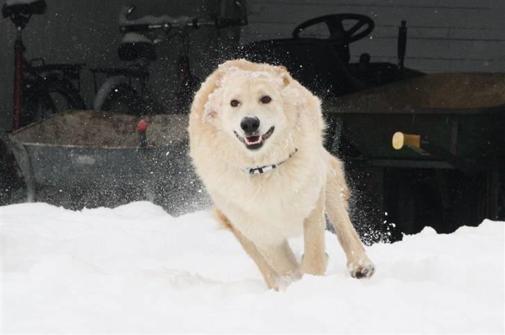 Hvid schæfer Charlie *RIP i miss you billede 7