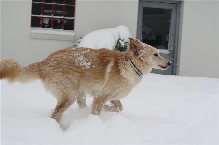 Hvid schæfer Charlie *RIP i miss you billede 8