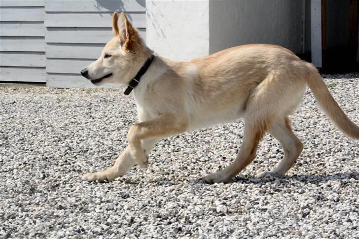 Hvid schæfer Charlie *RIP i miss you billede 9