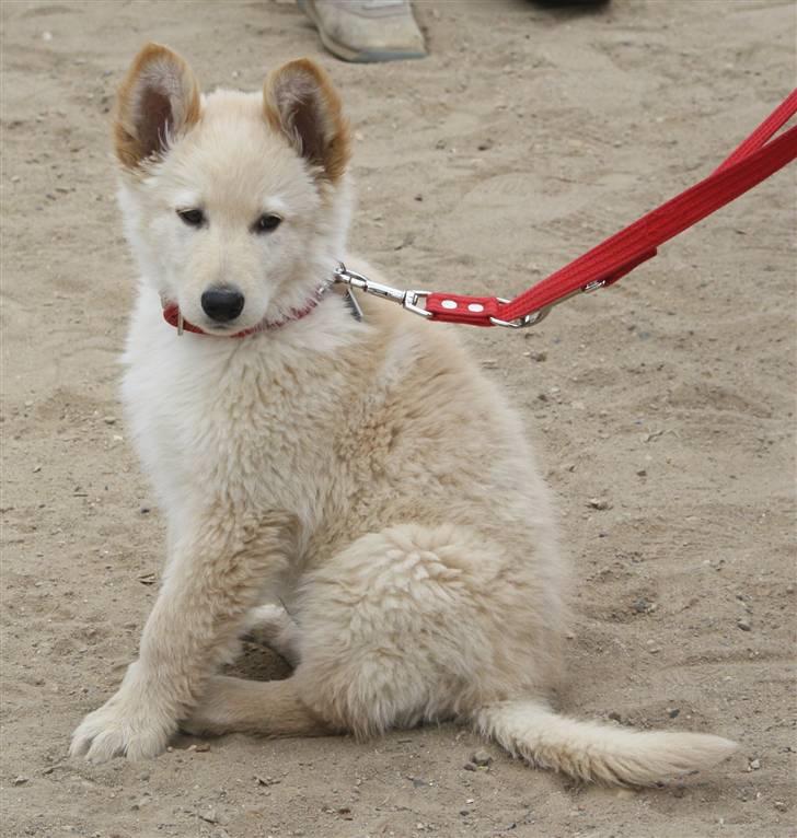 Hvid schæfer Charlie *RIP i miss you billede 10