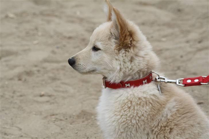 Hvid schæfer Charlie *RIP i miss you billede 11