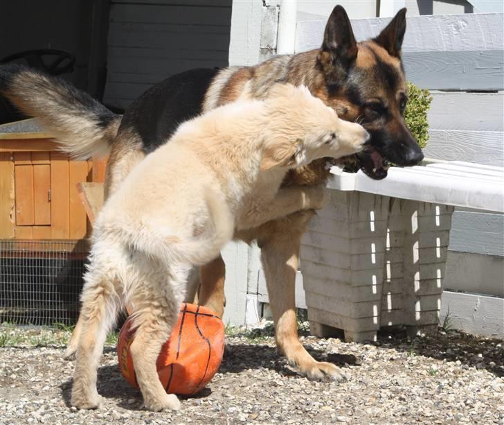 Hvid schæfer Charlie *RIP i miss you billede 12