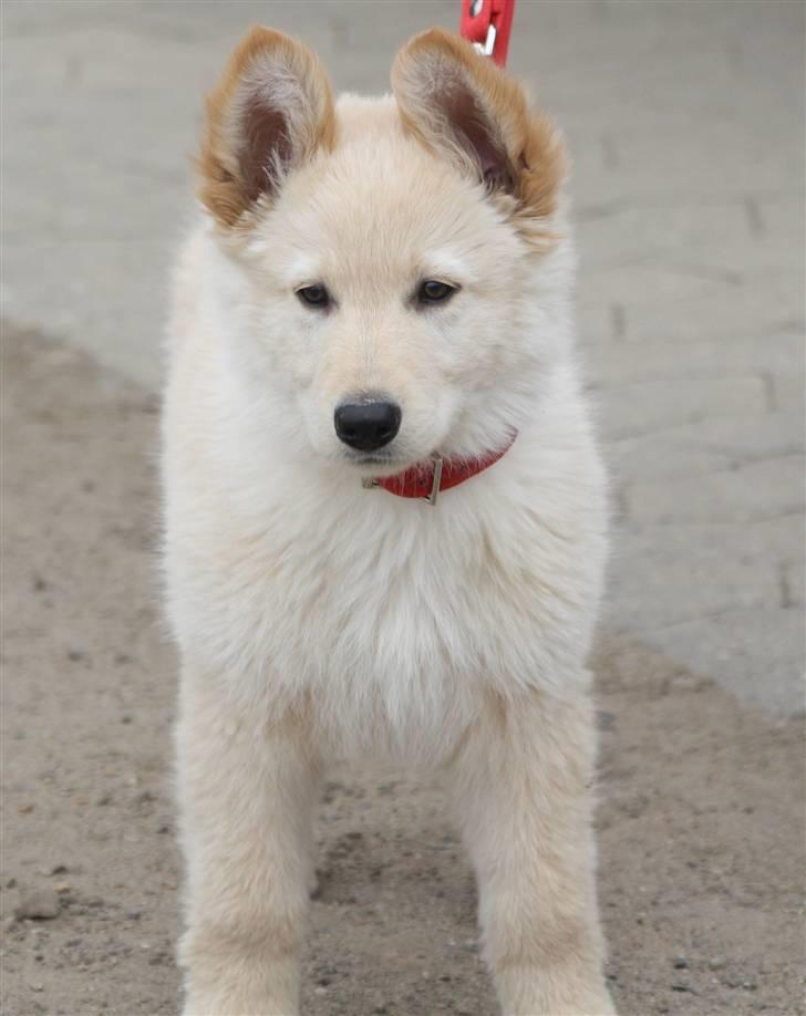 Hvid schæfer Charlie *RIP i miss you billede 13