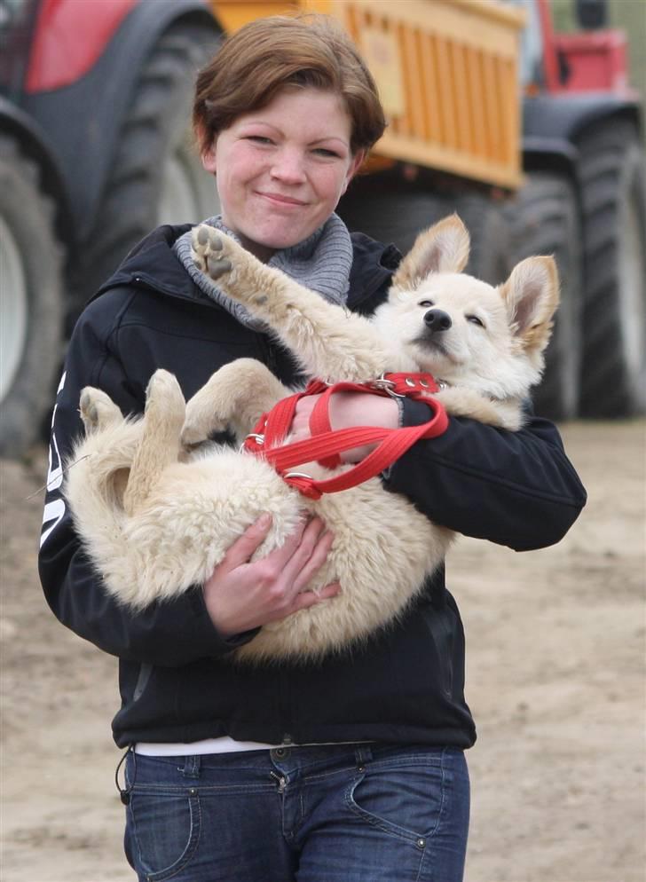 Hvid schæfer Charlie *RIP i miss you - Min store søster holder Charlie  billede 14