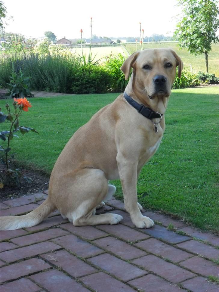 Labrador retriever Zeus billede 9
