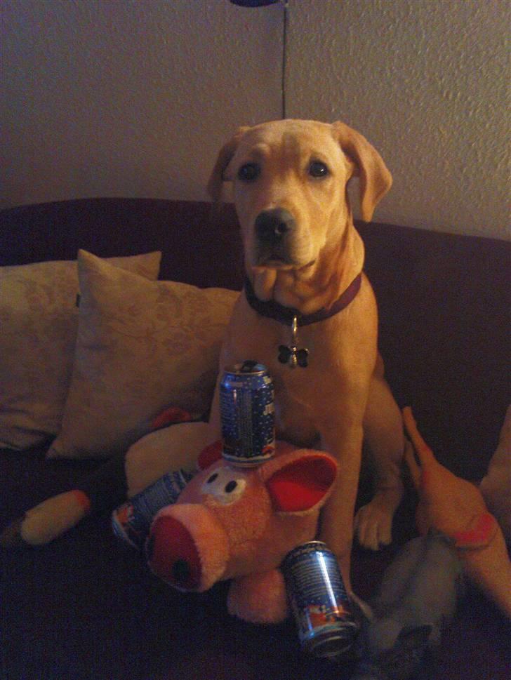 Labrador retriever Zeus billede 16