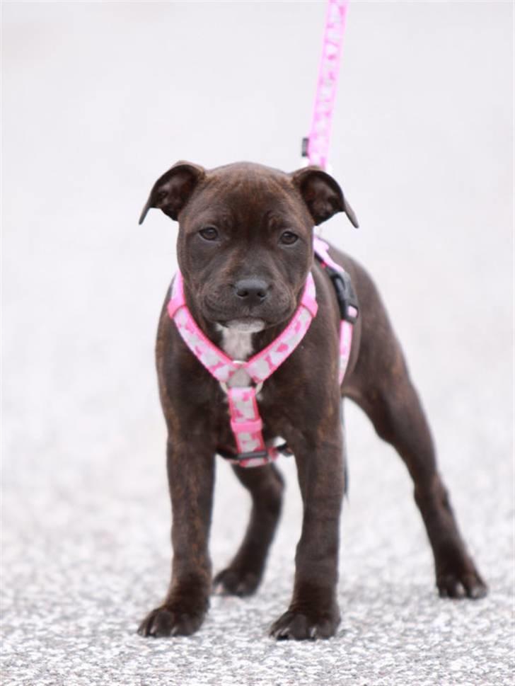 Staffordshire bull terrier Wenk Staffs Princess Coya - Smukke pigen, 13 uger. Taget den 8. maj 2010 af Charlotte billede 12