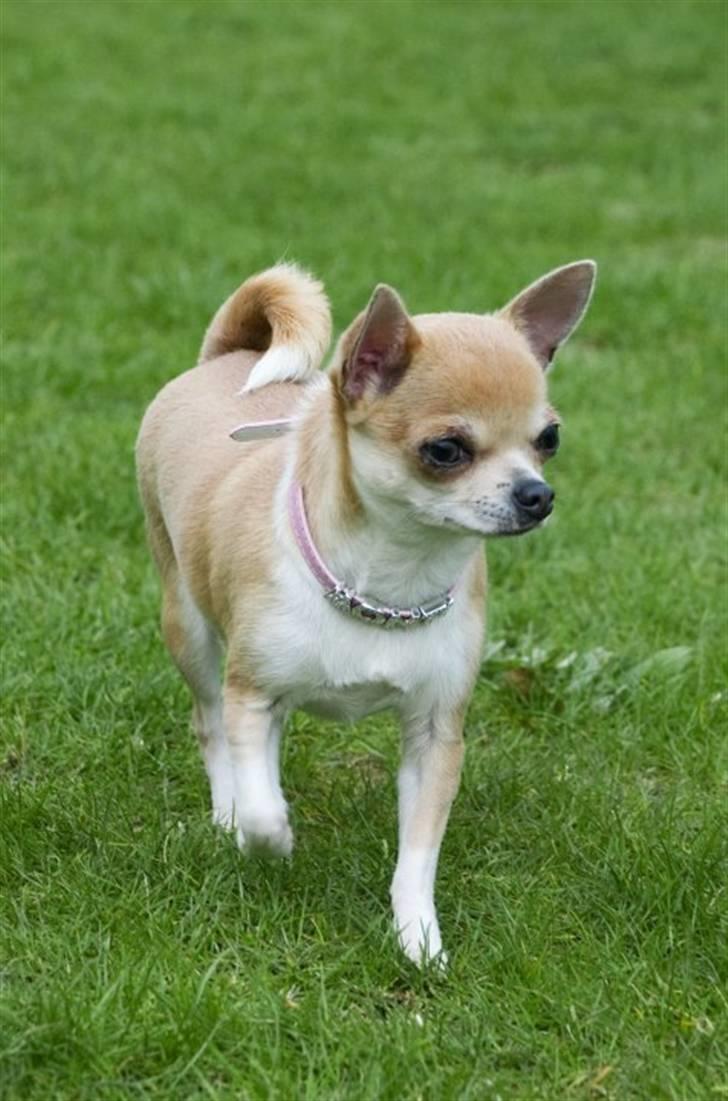 Chihuahua Monti *  billede 19