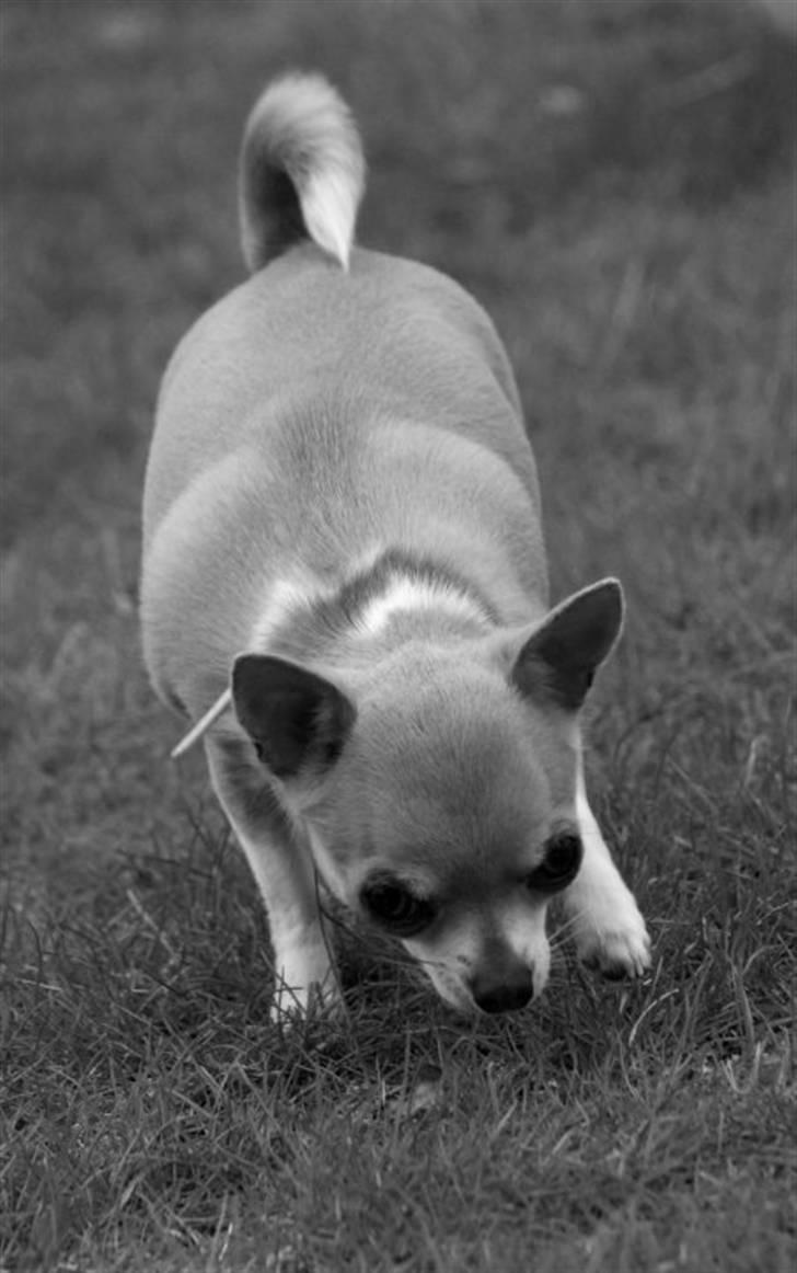 Chihuahua Monti *  billede 20