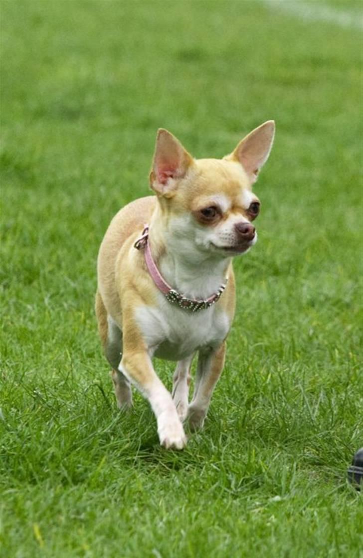 Chihuahua Solajma billede 18