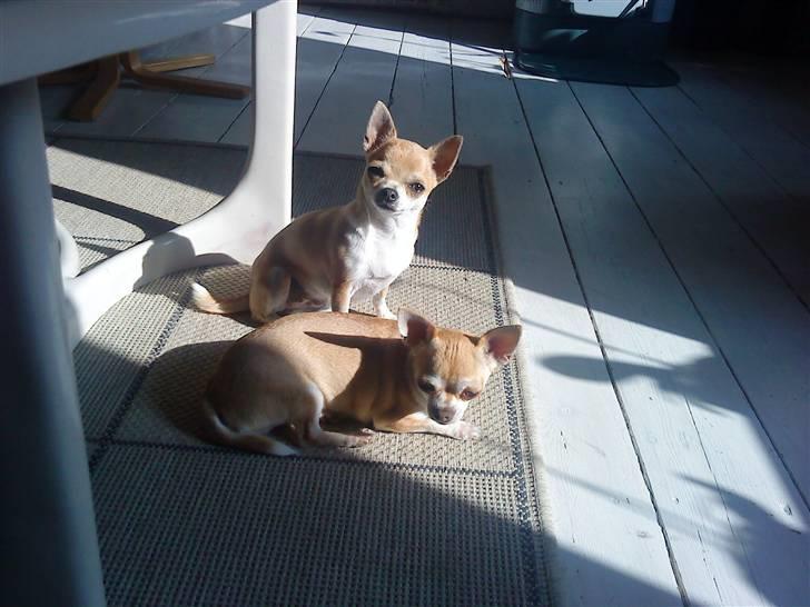 Chihuahua Solajma - * Nyt * billede 19