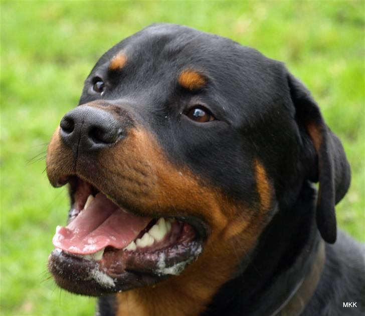 Rottweiler Skaga-rotts Balder billede 14
