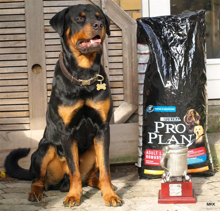 Rottweiler Skaga-rotts Balder - En stolt hund med sin pokal efter gribskovløb billede 15