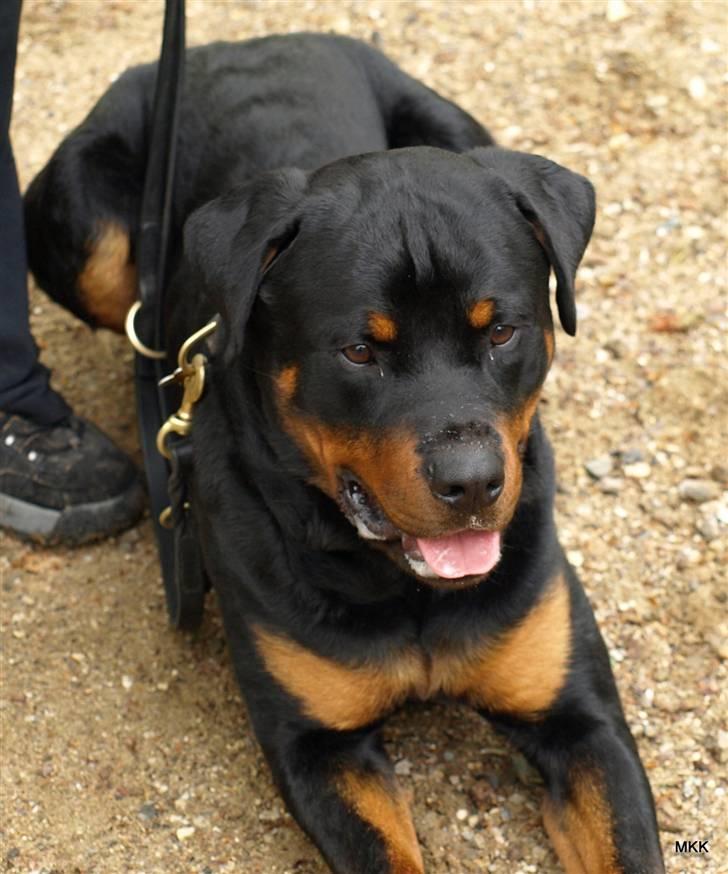 Rottweiler Skaga-rotts Balder billede 16